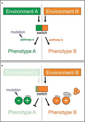 Bridging Tumorigenesis and Therapy Resistance With a Non-Darwinian and Non-Lamarckian Mechanism of Adaptive Evolution